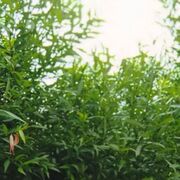 ���������� ������, ���� ������� �����, 38 ���, ������������ ��� ������, ����� � ���������