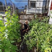 ���������� ����, ���� ������� Husik, 52 ����, ������������ ��� ������, ����� � ���������