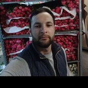 ,   Sherzod, 31 ,   ,   