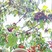  ,   , 55 ,   ,   , c 