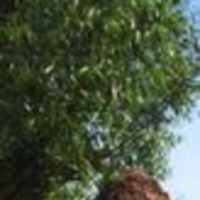 ���������� �����, ���� ������� ����, 35 ���, ������������ ��� ������