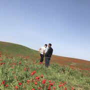 ���������� ���������, ���� ������� ������, 33 ����, ������������ ��� ������, ����� � ���������