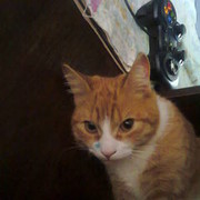 ���������� �������, ���� ������� �����, 31 ���, ������������ ��� ������