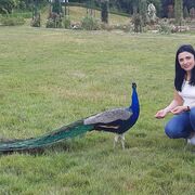  Letnany,   , 45 ,   ,   
