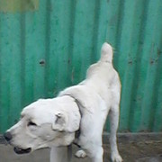 ���������� ������, ���� ������� ����, 58 ���, ������������ ��� ����� � ���������, c�������� ���������