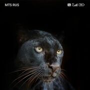 ���������� ����������, ������� Vitek, 41