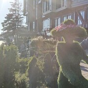 ���������� �����������, ���� ������� ��������, 36 ���, ������������ ��� ������, ����� � ���������