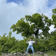 ���������� ���������, ���� ������� �����, 31 ���, ������������ ��� ������, ����� � ���������