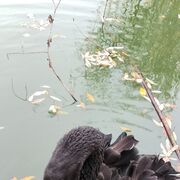 ���������� ������, ���� ������� �������, 42 ����, ������������ ��� ������, ����� � ���������, c�������� ���������, ���������