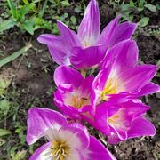 The flowers that reflects the soul