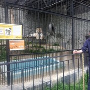 ���������� ��������, ������� ������, 41