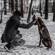 ���������� �����, ���� ������� �������, 41 ���, ������������ ��� ������, ����� � ���������