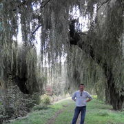 ���������� �������, ���� ������� ����, 38 ���, ������������ ��� ������, ����� � ���������, c�������� ���������