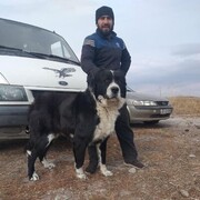 ���������� �����������-��-�����, ���� ������� ���������, 36 ���, ������������ ��� ���������