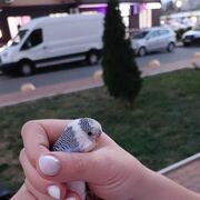 ���������� ���������, ���� ������� ���, 46 ���, ������������ ��� ������, ����� � ���������