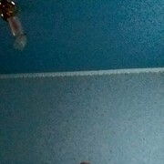 ���������� �����-���������, ���� ������� �����, 53 ����, ������������ ��� ������