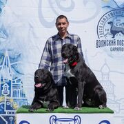 ���������� �������, ���� ������� ����, 37 ���, ������������ ��� ����� � ���������, c�������� ���������, ���������