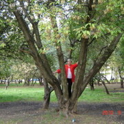  ,   , 52 ,     , c 