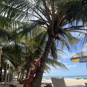 ���������� ������, ���� ������� �����, 33 ����, ������������ ��� ������, ����� � ���������