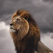 ���������� �������, ���� ������� Rifkat, 37 ���, ������������ ��� ������, ����� � ���������