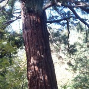 ���������� �����������, ���� ������� ��������, 40 ���, ������������ ��� ������