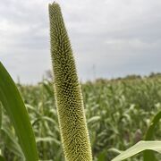 ���������� ������, ���� ������� Imsudin IG, 35 ���, ������������ ��� c�������� ���������