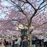 ���������� ������, ���� ������� ���������, 54 ����, ������������ ��� ������, ����� � ���������, c�������� ���������