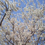 ���������� �������, ���� ������� � �, 40 ���, ������������ ��� ������, ����� � ���������