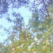 ���������� ������, ���� ������� ����, 33 ����, ������������ ��� ����� � ���������, c�������� ���������