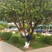 ���������� ������, ���� ������� �����, 44 ����, ������������ ��� ������, ����� � ���������, c�������� ���������