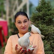 ���������� �����������, ���� ������� �����, 54 ����, ������������ ��� c�������� ���������