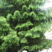  ,   , 70 ,   ,   , c 