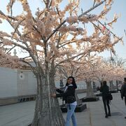 ���������� ������, ���� ������� ����, 38 ���, ������������ ��� ������, ����� � ���������