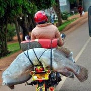 ���������� ��������, ���� ������� ��������, 48 ���, ������������ ��� ������, ����� � ���������, c�������� ���������