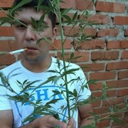 ���������� ������, ���� ������� �����, 38 ���, ������������ ��� ������