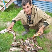 ���������� ���������, ���� ������� ���������, 37 ���, ������������ ��� ����� � ���������, c�������� ���������, ���������