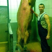 ���������� �����, ���� ������� ����, 38 ���, ������������ ��� ������, ����� � ���������, c�������� ���������, ���������