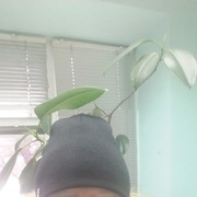 ���������� �����, ���� ������� �����, 64 ����, ������������ ��� ������, ����� � ���������, c�������� ���������