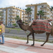 ���������� �����-���������, ���� ������� ����, 37 ���, ������������ ��� ������