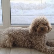 ���������� ����� �������, ���� ������� ������, 50 ���, ������������ ��� ����� � ���������, c�������� ���������, ���������