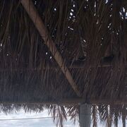 ���������� ������, ���� ������� ����, 41 ���, ������������ ��� ������, ����� � ���������