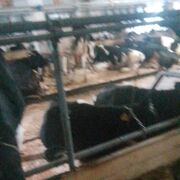 ���������� ������, ���� ������� �������, 44 ����, ������������ ��� ������, ����� � ���������