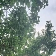  --,   Ivan, 42 ,   ,   
