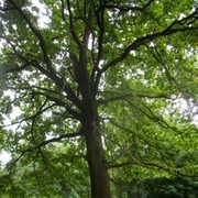 ���������� ������, ���� ������� �������, 61 ���, ������������ ��� ������, ����� � ���������, c�������� ���������