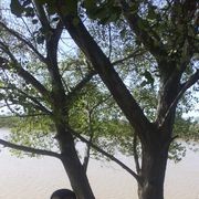  ,   PIRAT, 50 ,   