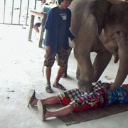 ���������� �����������, ���� ������� �������, 36 ���, ������������ ��� ������, ����� � ���������