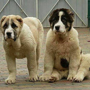 ���������� ��������, ���� ������� Ը���, 40 ���, ������������ 