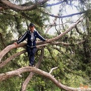 ���������� �������, ���� ������� TOLIBJON, 42 ����, ������������ ��� ������, ����� � ���������, c�������� ���������