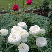  ,   , 55 ,   ,   , c , 