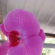 ���������� ������, ���� ������� ����, 55 ���, ������������ ��� ������, ����� � ���������